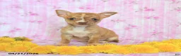Chihuahua dogs for sale: Tiny - Ad 3