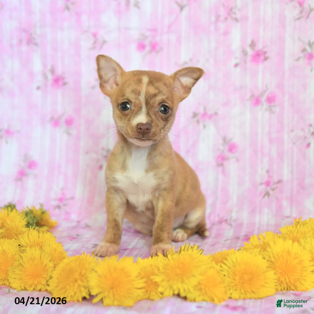 Chihuahua dogs for sale: Tiny - Ad 3