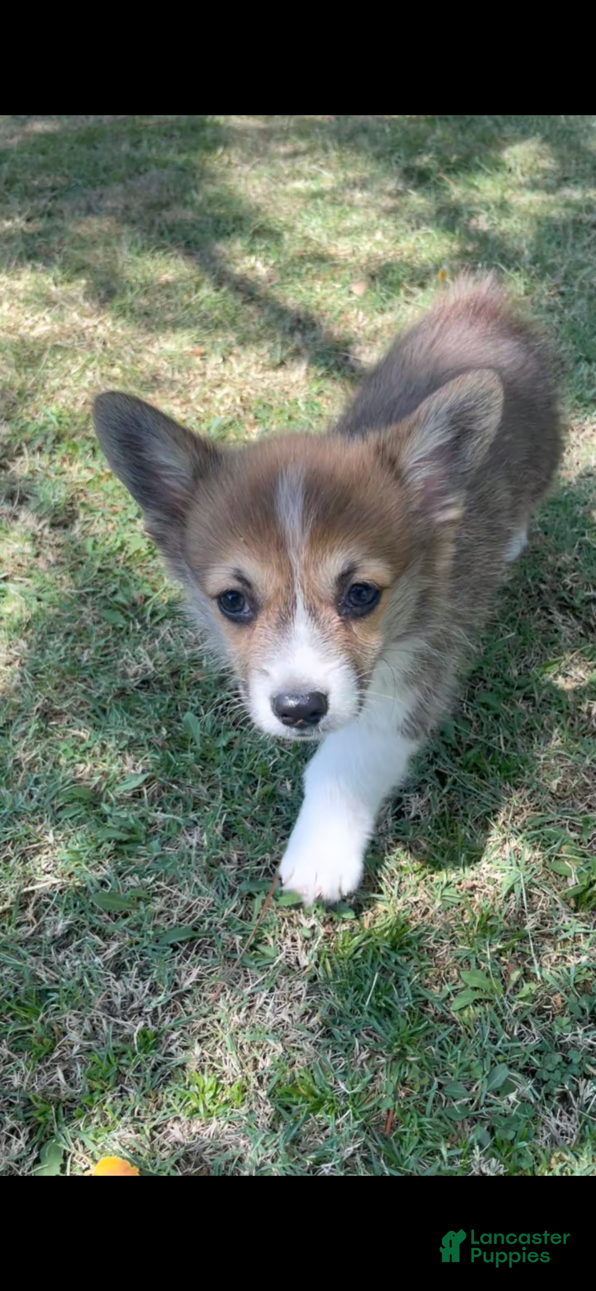Welsh Corgi Pembroke dogs Welsh Corgi Pembroke  - Ad 4