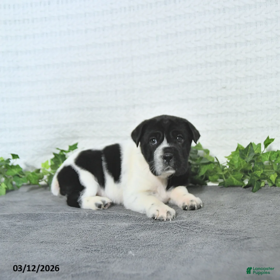 Mini Hippo dogs for sale: Cookie - Ad 3