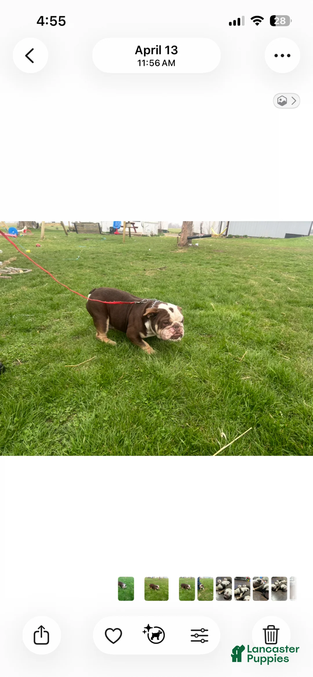 English Bulldog dogs for sale: English Bulldog Puppy 3 - Ad 3