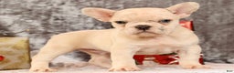 French Bulldog dogs for sale: Jasper - Ad 7
