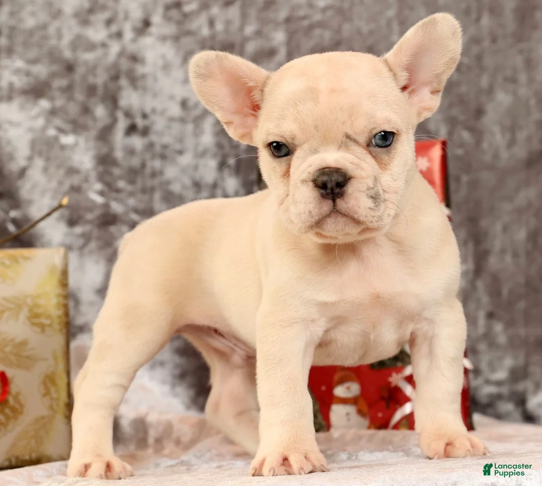 French Bulldog dogs for sale: Jasper - Ad 7