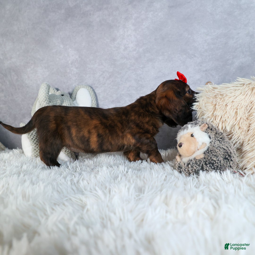 Miniature Dachshund dogs for sale: Felix - Ad 18