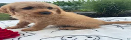 Labradoodle dogs for sale: Earl - Ad 2