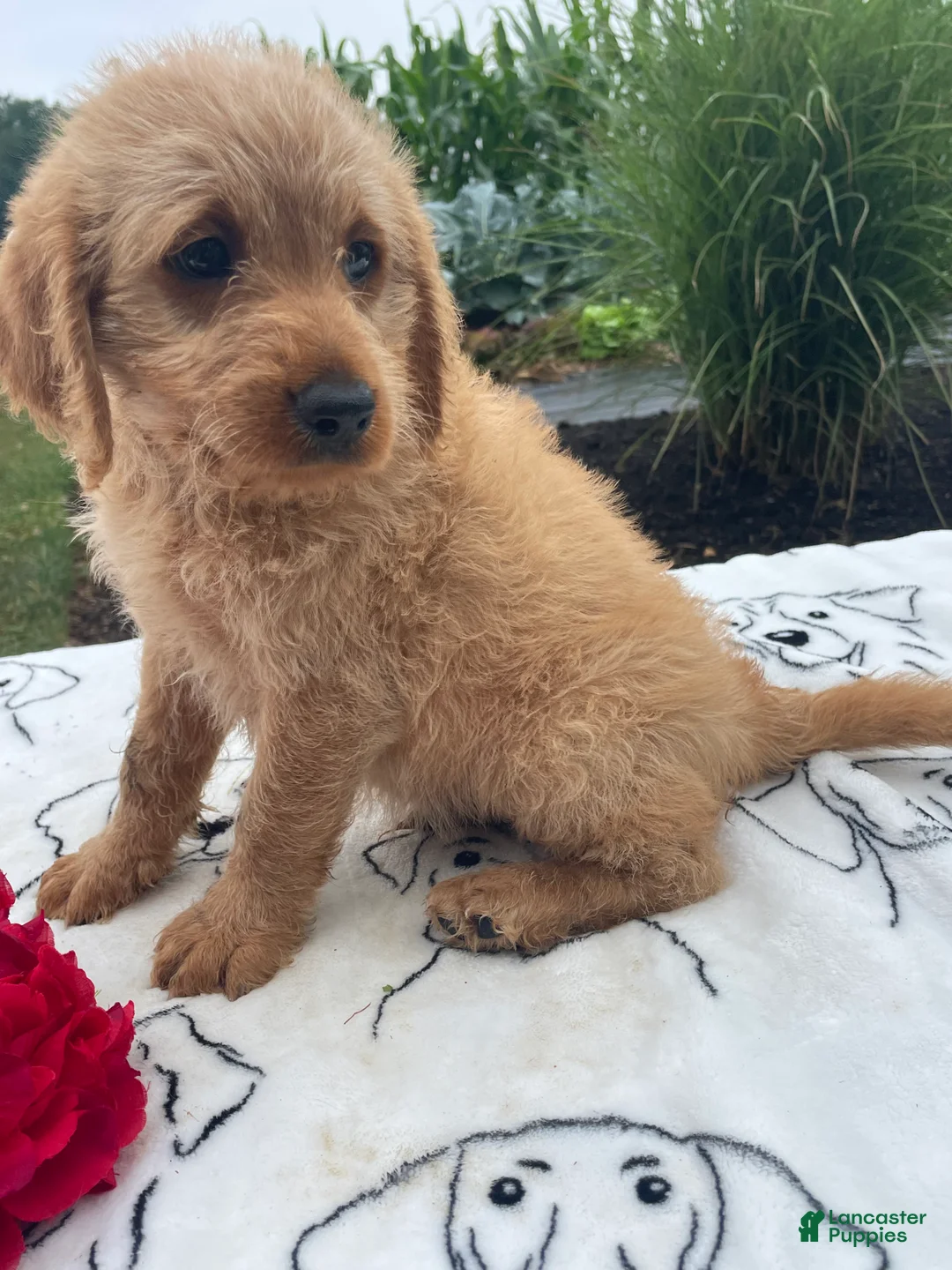 Labradoodle dogs for sale: Earl - Ad 2