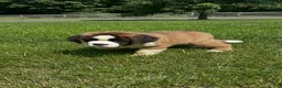 Saint Bernard dogs for sale: Brandy - Ad 5