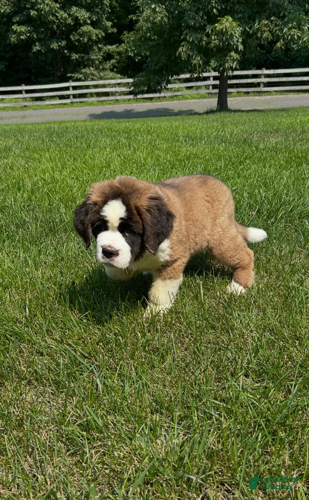 Saint Bernard dogs for sale: Brandy - Ad 5