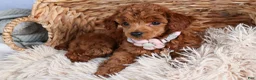 Toy Poodle dogs for sale: Tansy  - Ad 16