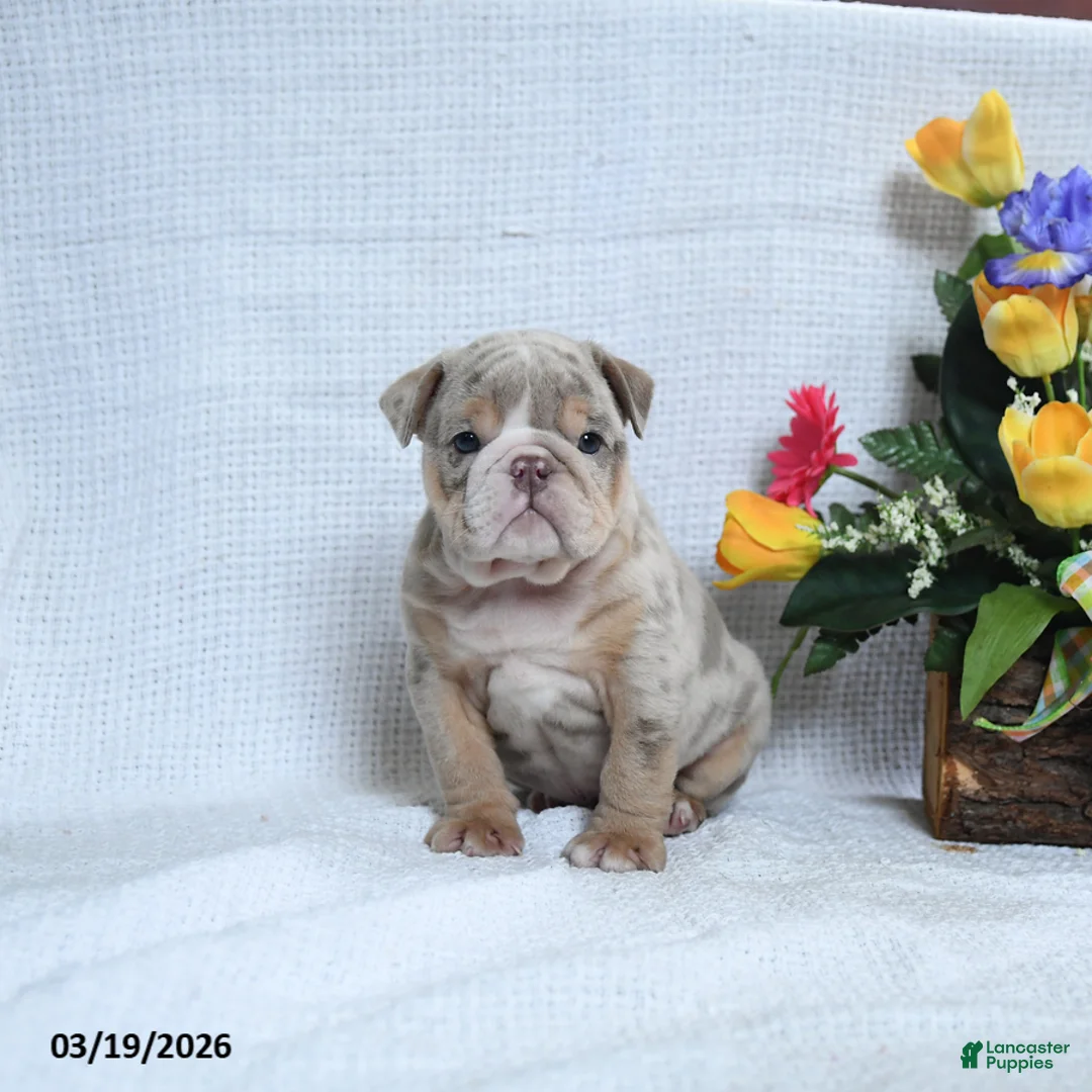 English Bulldog dogs for sale: Zackary - Ad 1