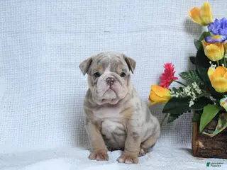 English Bulldog dogs for sale: Zackary - Ad 3