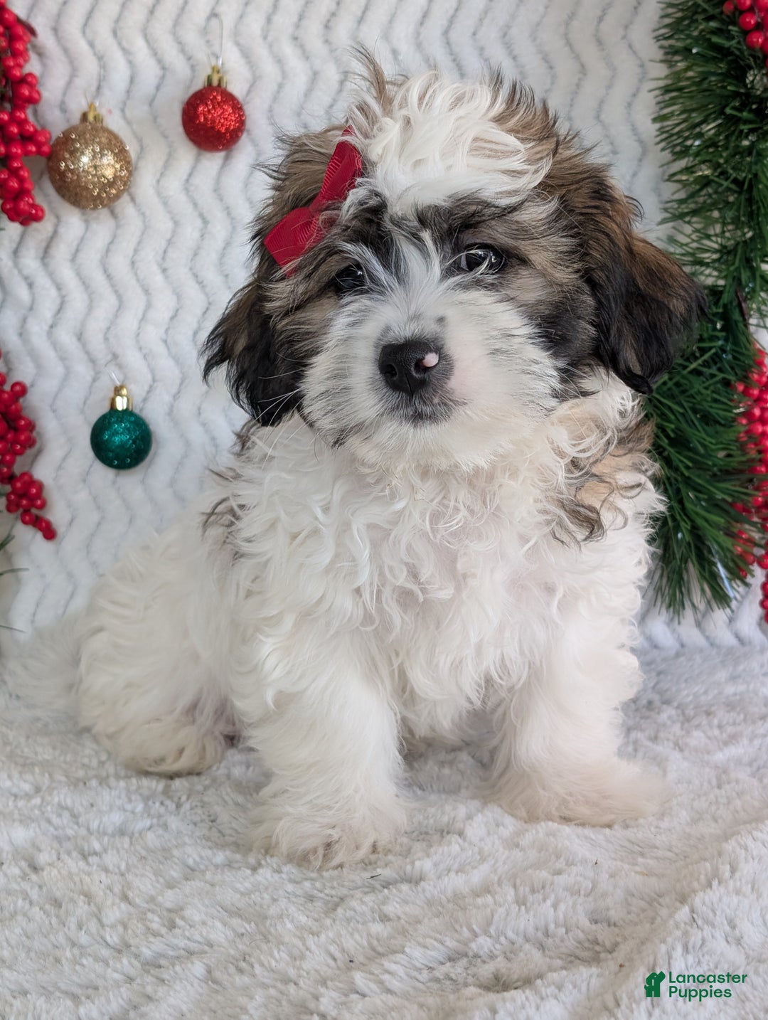 Teddy Bear dogs for sale: Jake - Ad 9