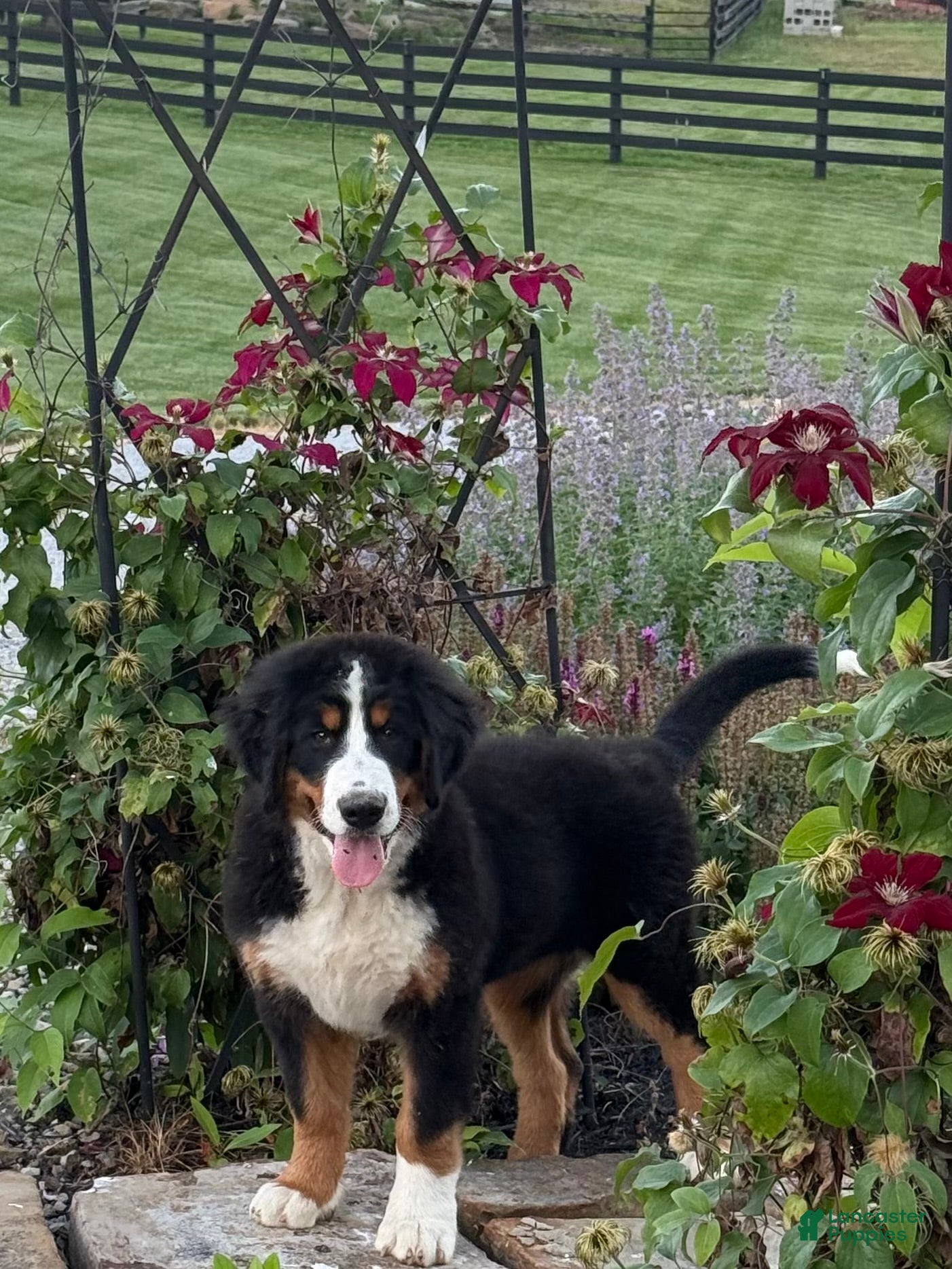 Bernese Mountain Dog dogs Sasha - Ad 2