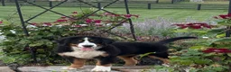 Bernese Mountain Dog dogs for sale: Sasha - Ad 2