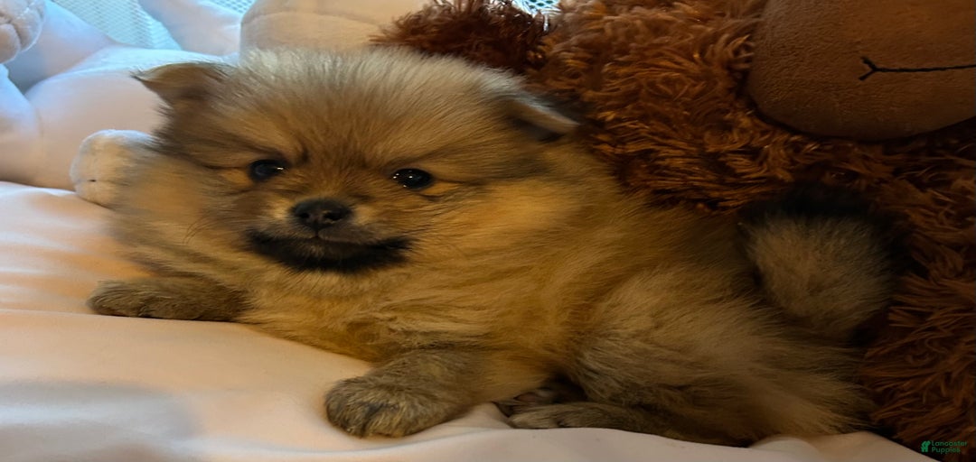 Gallery Image {{count}}