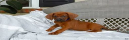 Redbone Coonhound dogs for sale: Bear - Ad 3