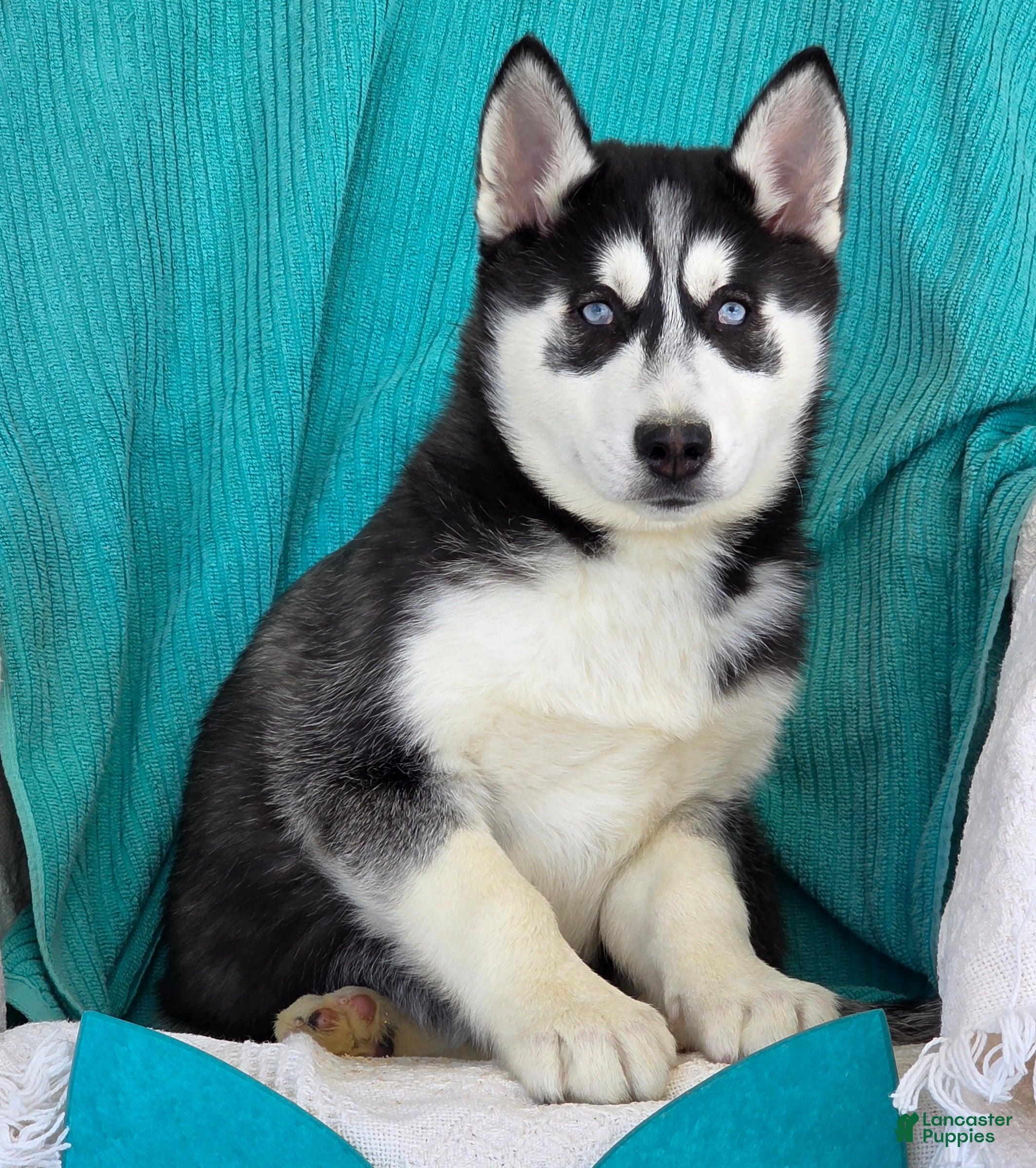 Siberian Husky dogs Kassidy - Ad 1