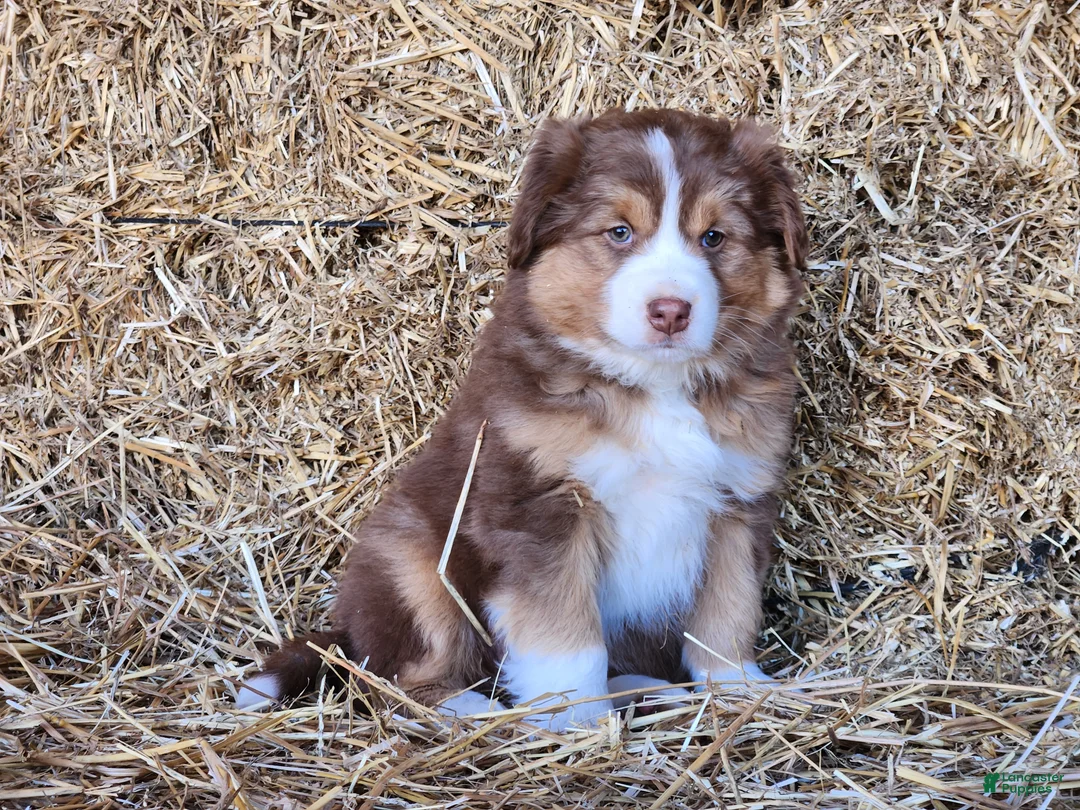 Mixed Breed dogs for sale: Kaya - Ad 1