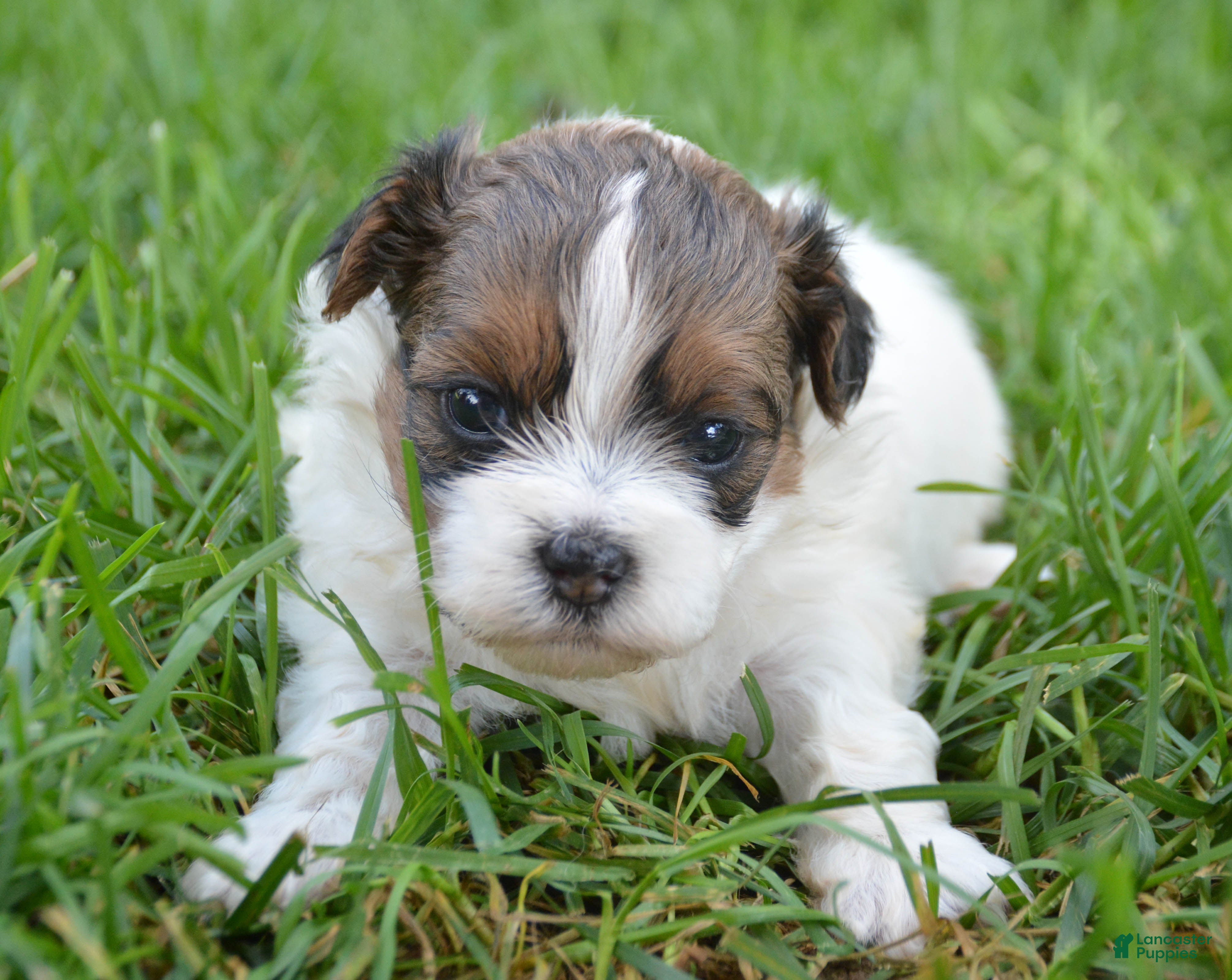 Shihpoo dogs Sara Shihpoo 4 - Ad 2