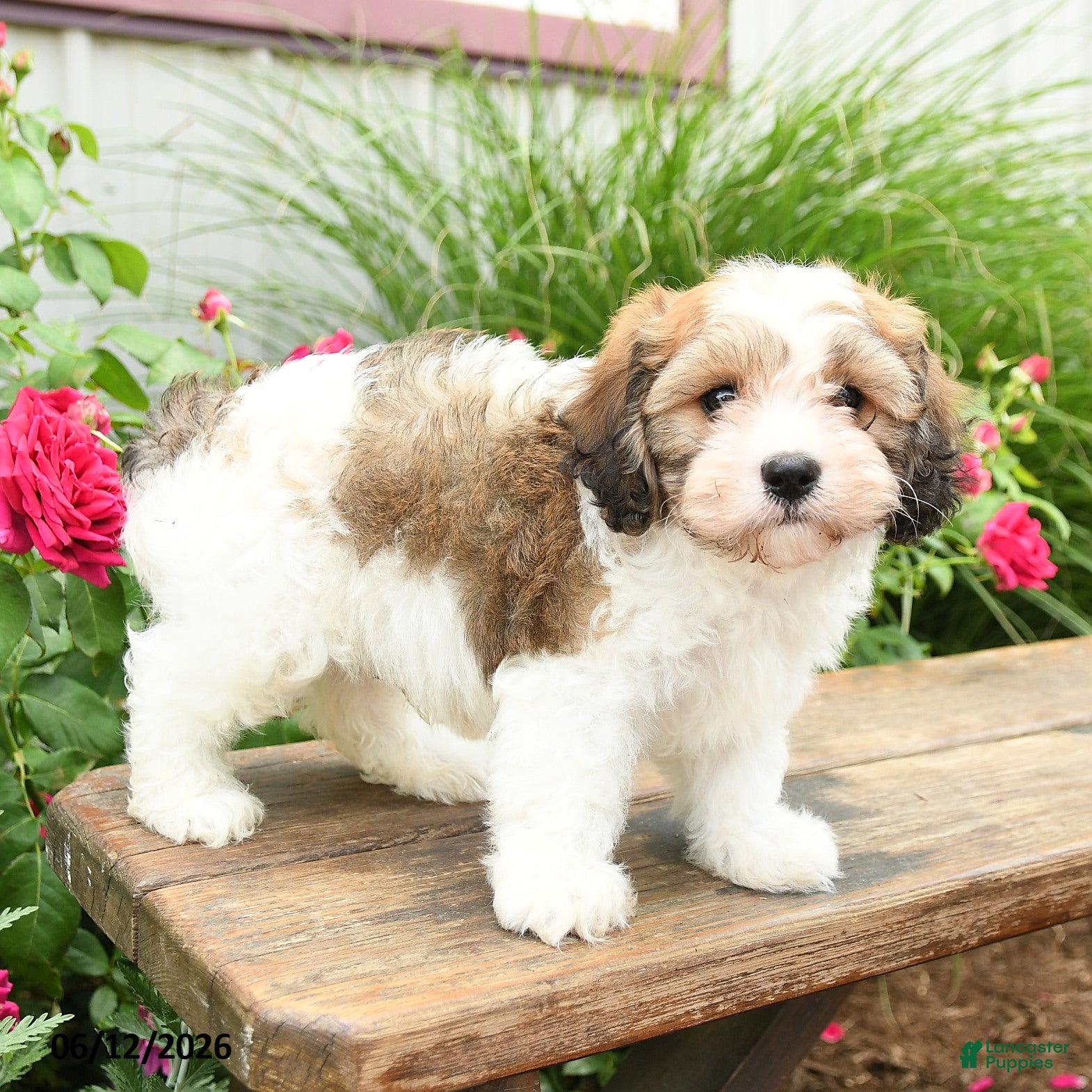 Cavachon dogs Teddy - Ad 2