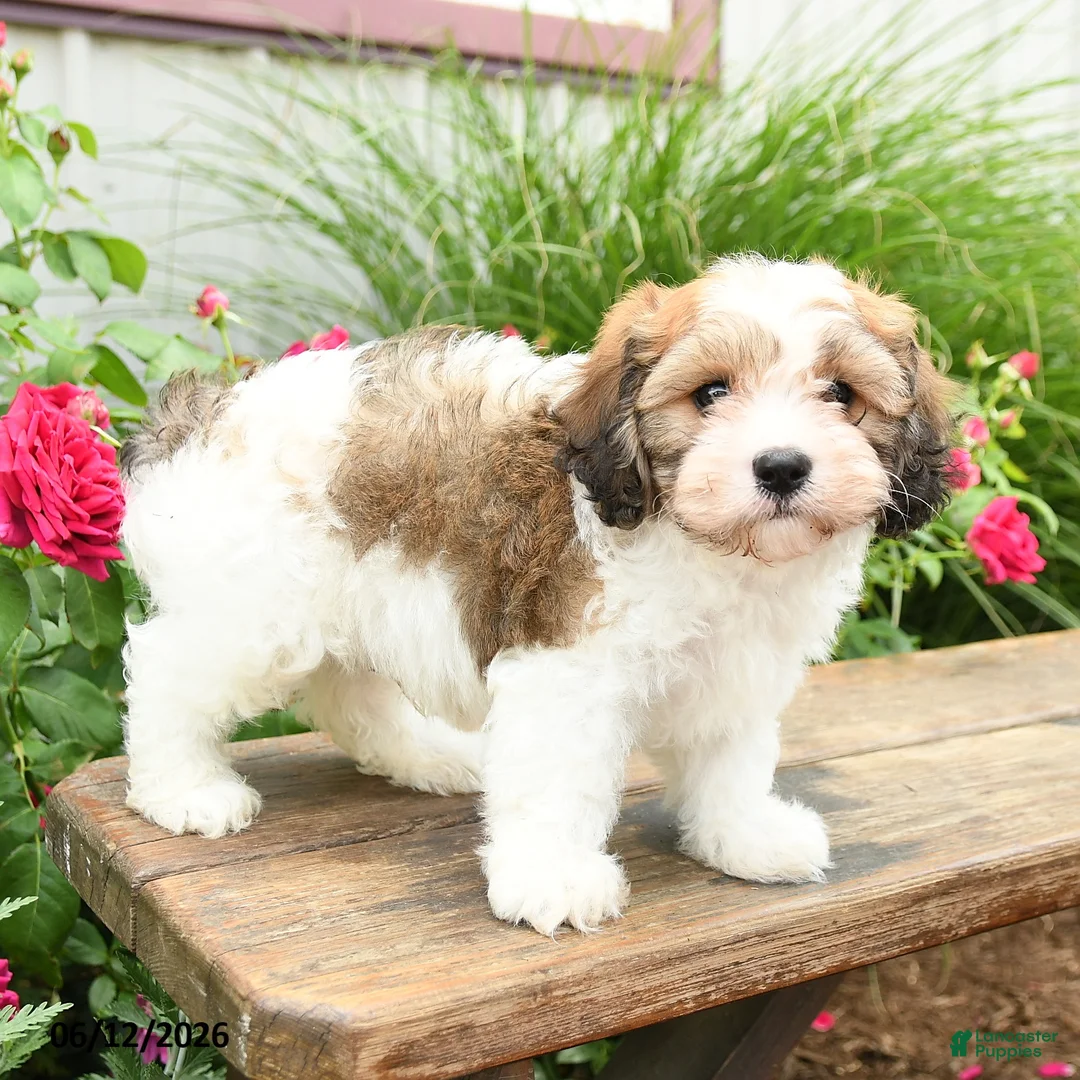 Cavachon dogs for sale: Teddy - Ad 2