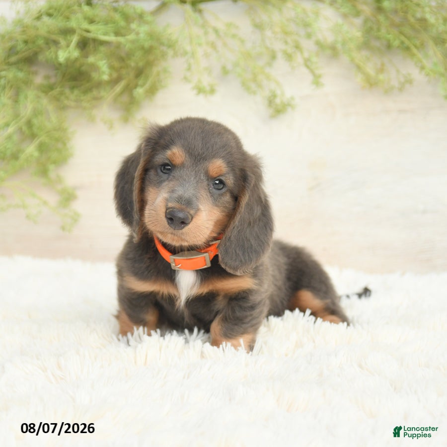 Miniature Dachshund dogs Lonnie - Ad 1