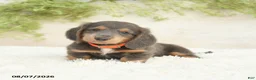 Miniature Dachshund dogs for sale: Lonnie - Ad 1