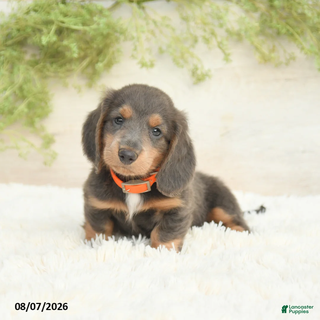 Miniature Dachshund dogs for sale: Lonnie - Ad 1