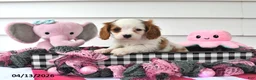 Cavalier King Charles Spaniel dogs for sale: Mindy - Ad 4