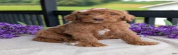 Goldendoodle dogs for sale: Miss Daisy - Ad 22