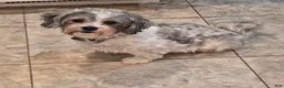 Morkie dogs for sale: Uno - Ad 2