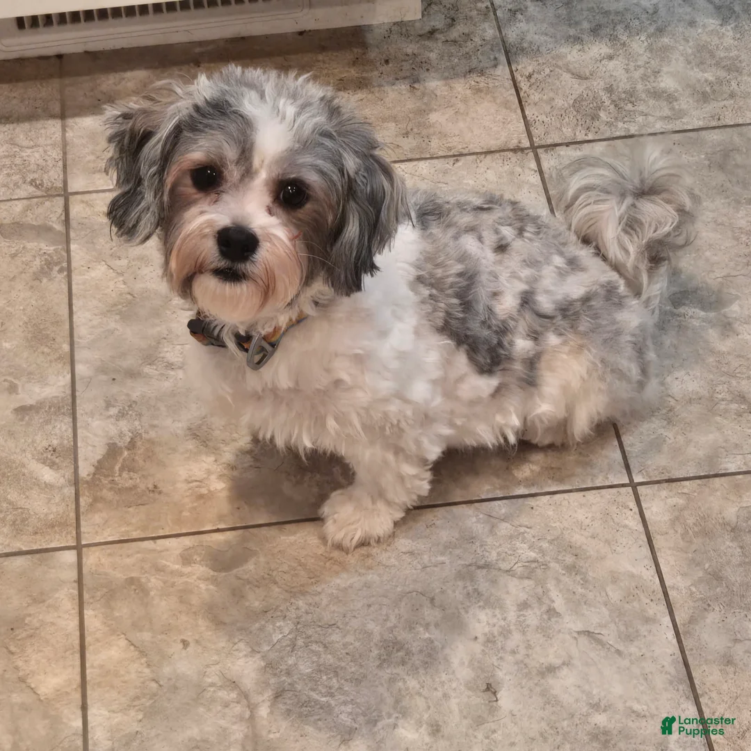 Morkie dogs for sale: Uno - Ad 2