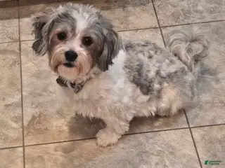 Morkie dogs Blackie/Gizmo - Ad 2