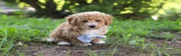 Bichpoo dogs for sale: Rusty - Ad 7