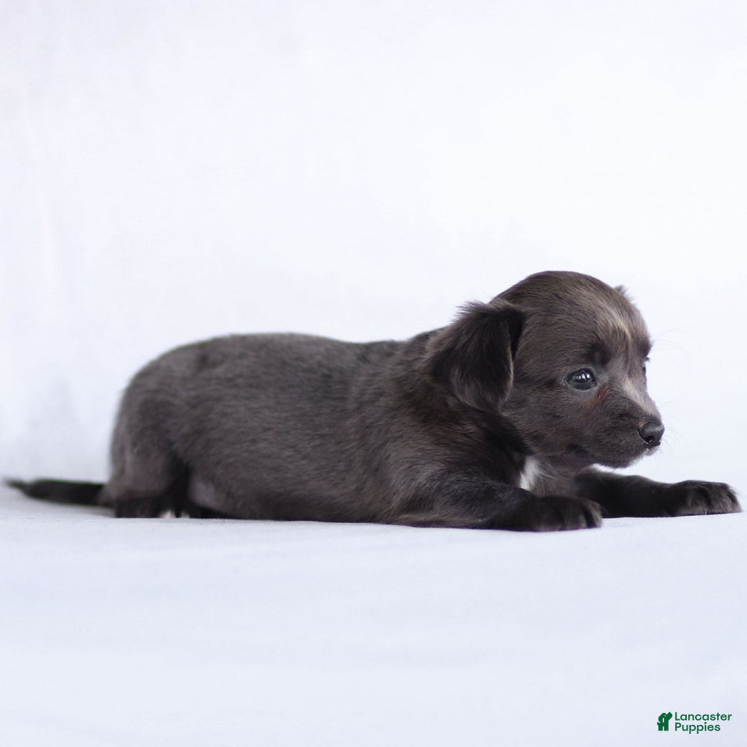 Chihuahua dogs for sale: Penny - Ad 11