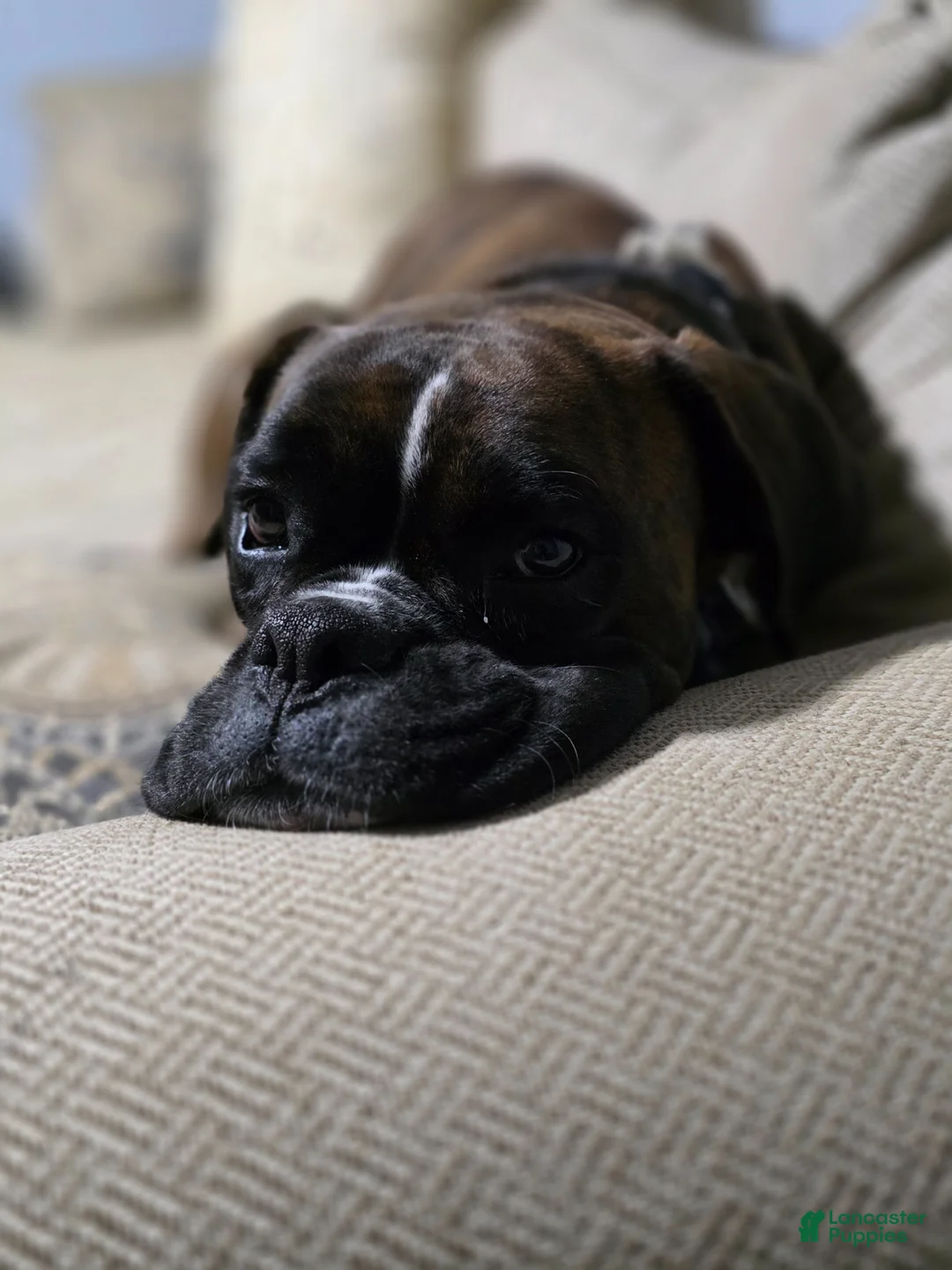 Boxer dogs for sale: Chase - Ad 6
