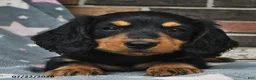 Miniature Dachshund dogs for sale: Flames - Ad 3
