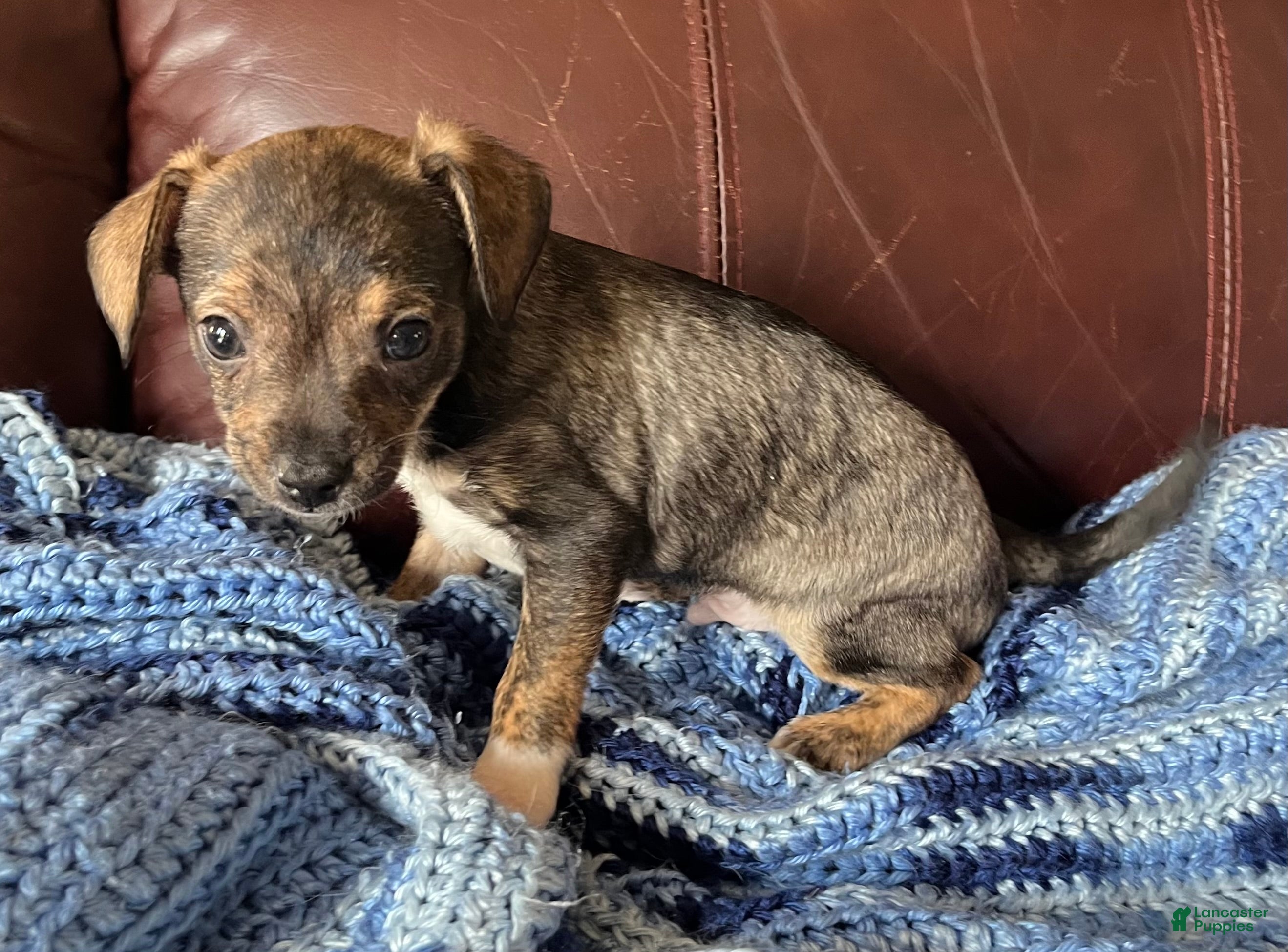 Chiweenie dogs Chiweenie 2 - Ad 2