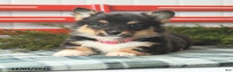 Welsh Corgi Pembroke dogs for sale: Fluffy Tootsie Roll - Ad 2