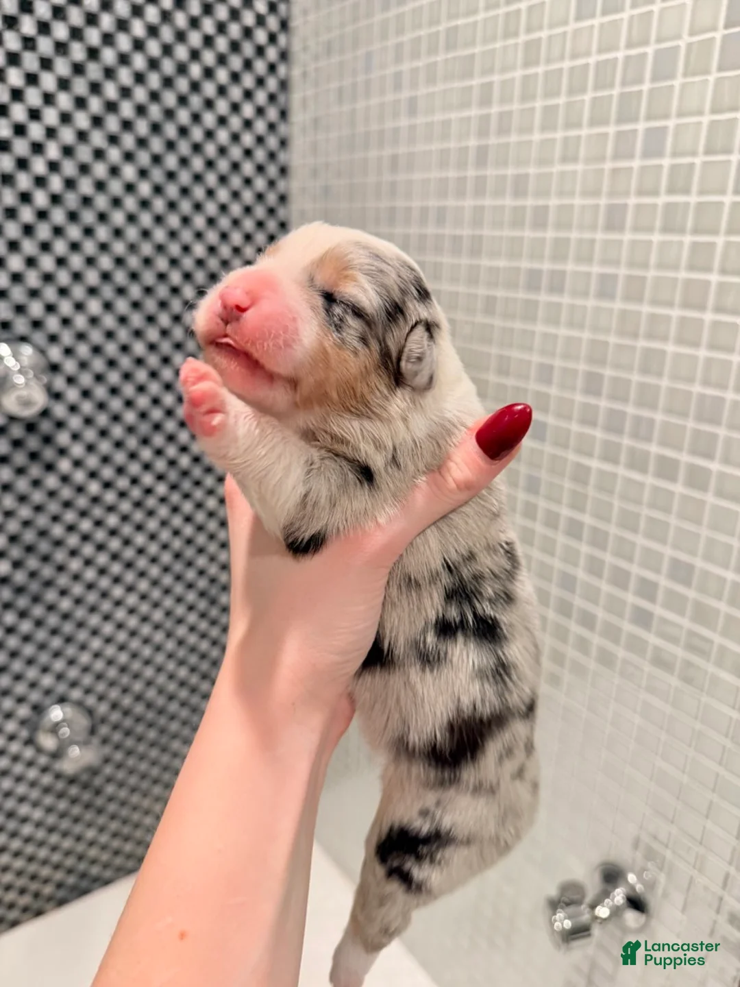 Australian Shepherd dogs for sale: Koa - Ad 4