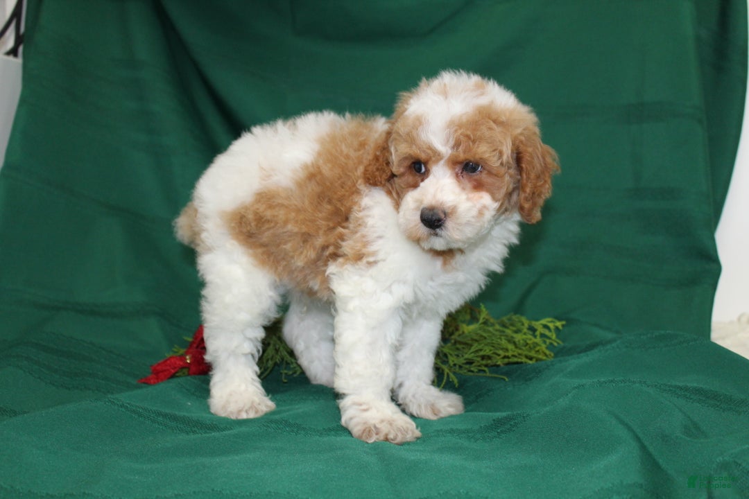 Miniature Poodle dogs for sale: Olaf - Ad 3
