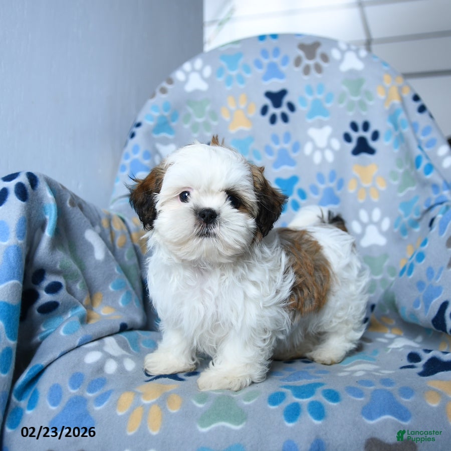 Shih Tzu dogs Gus - Ad 1