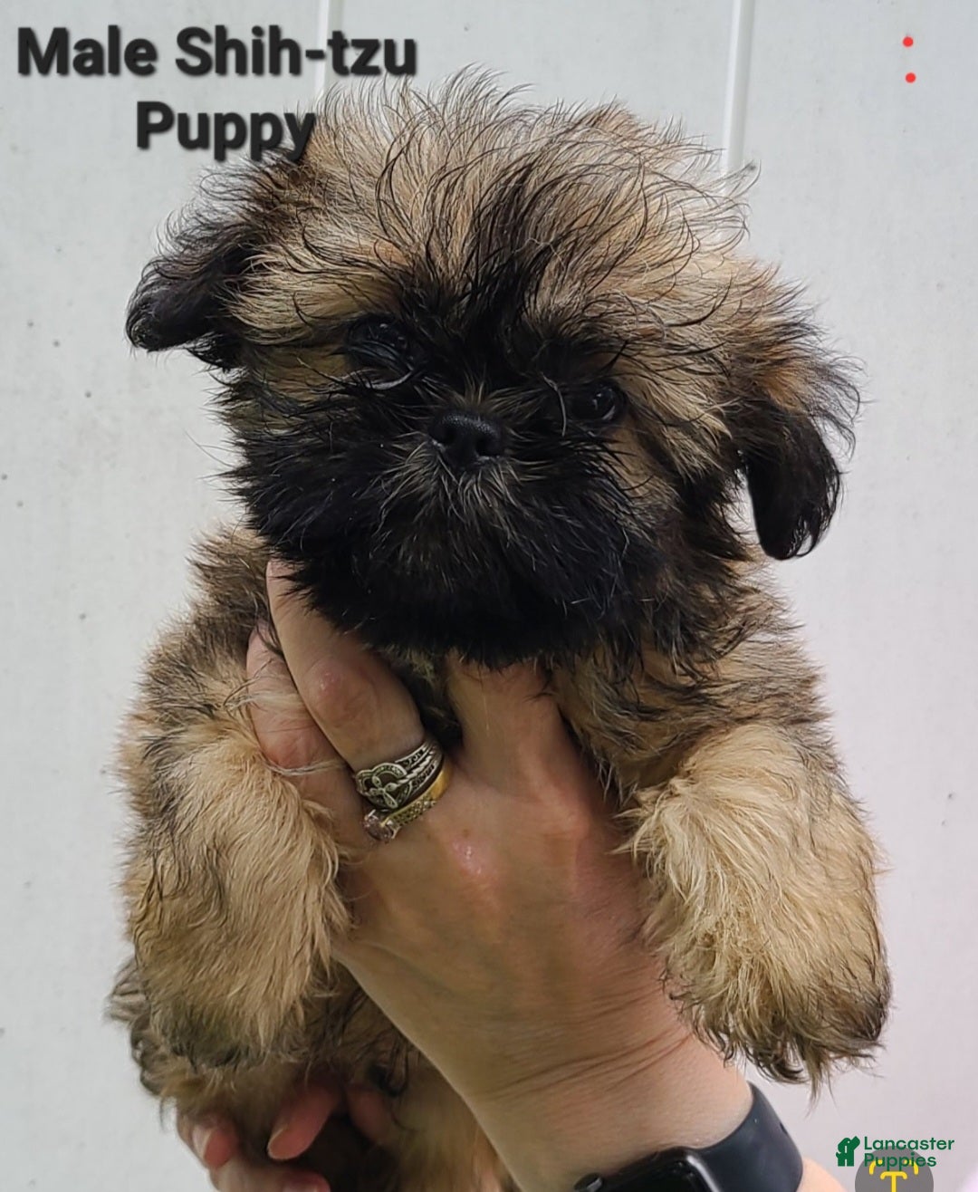 Shih Tzu dogs Sable Boy  - Ad 33