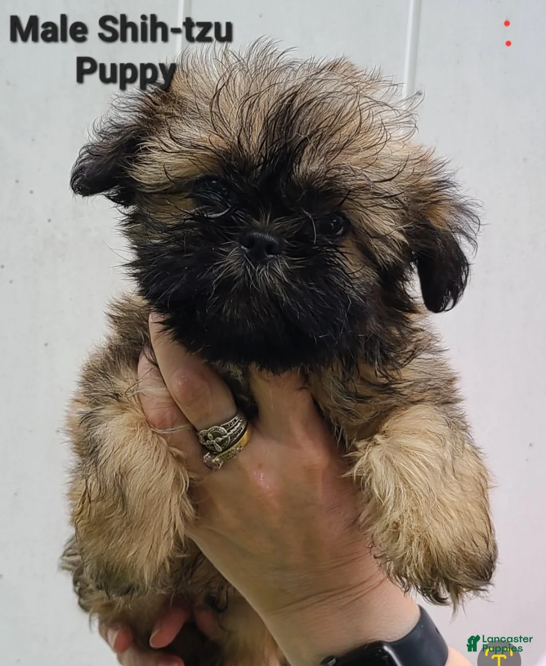 Shih Tzu dogs for sale: Sable Boy  - Ad 1