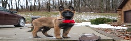 Belgian Malinois dogs for sale: Halo - Ad 9