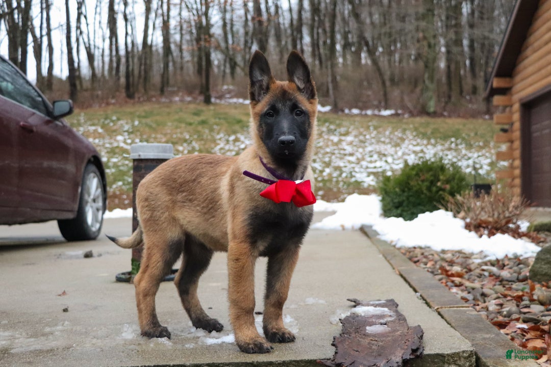 Belgian Malinois dogs for sale: Halo - Ad 9