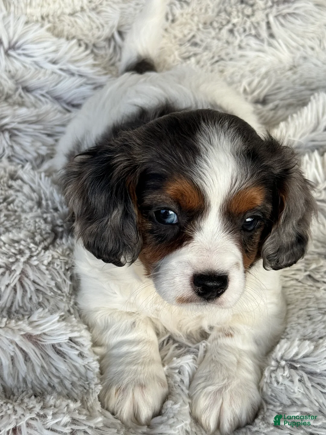 Cavapoo dogs for sale: Emmy - Ad 2