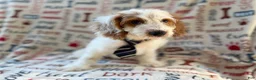 Cockapoo dogs for sale: Tony - Ad 9