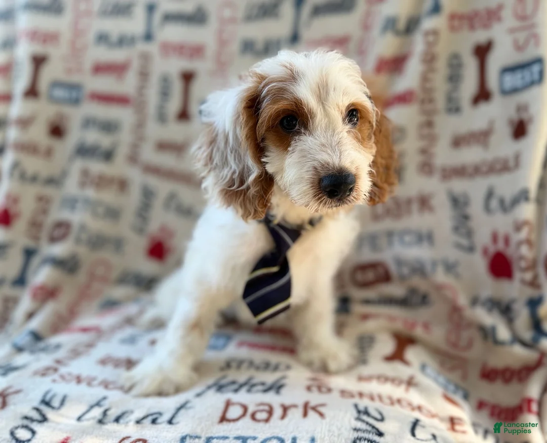 Cockapoo dogs for sale: Tony - Ad 9