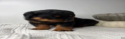 Rottweiler dogs for sale: Chase - Ad 8